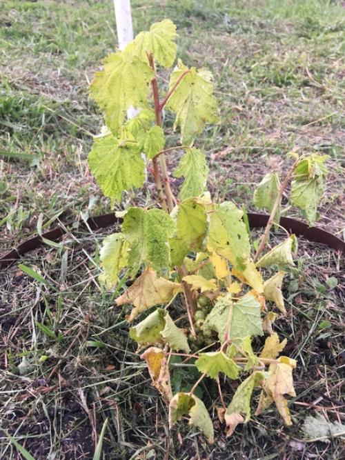 Товарищи, Help!  Подскажите, что могло случиться со смородиной? 01