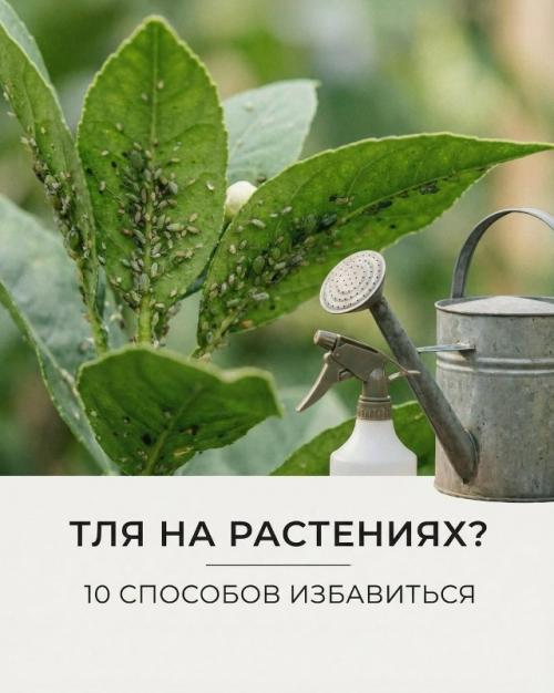 Заметили на своих растениях тлю?  
