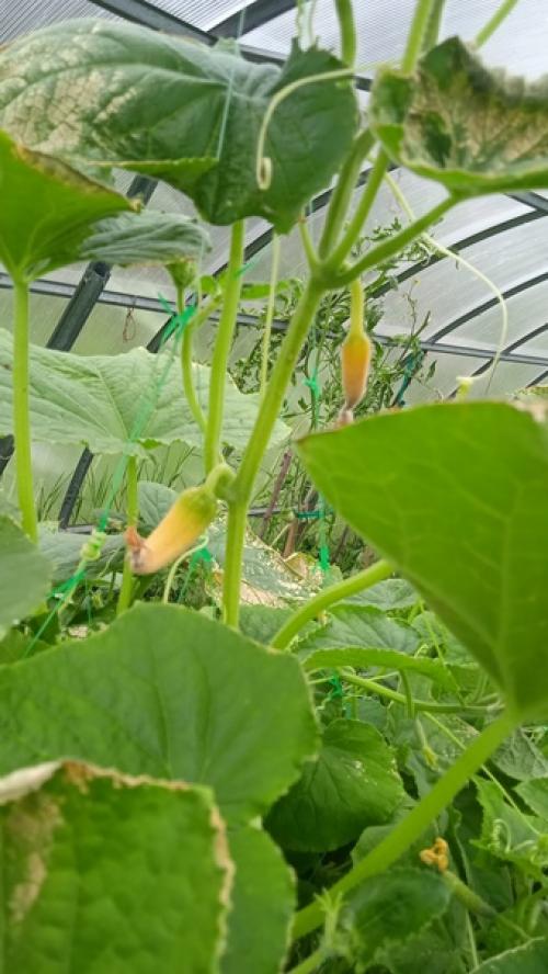 Что с огурцами? 01