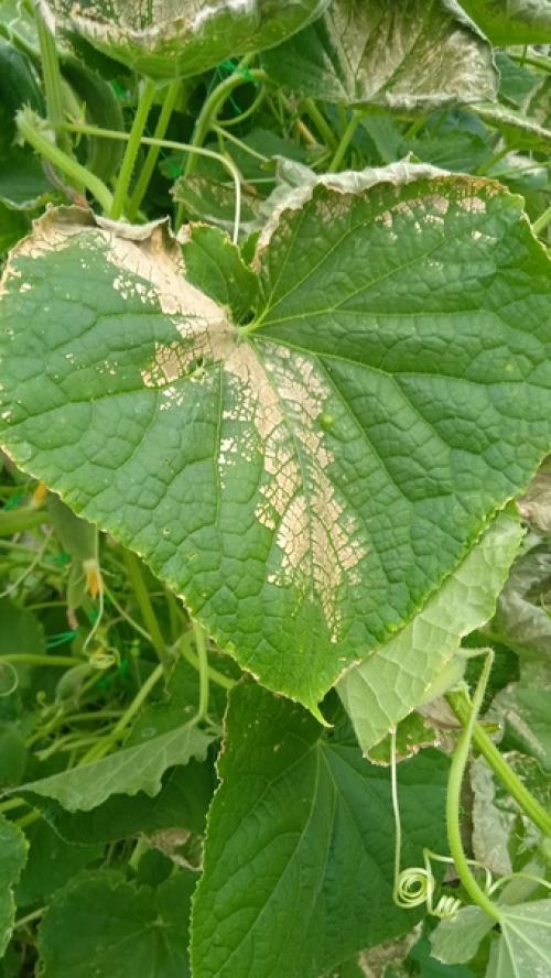 Что с огурцами? 02