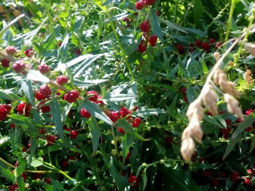 Может кто нибудь знает что за растение? 02