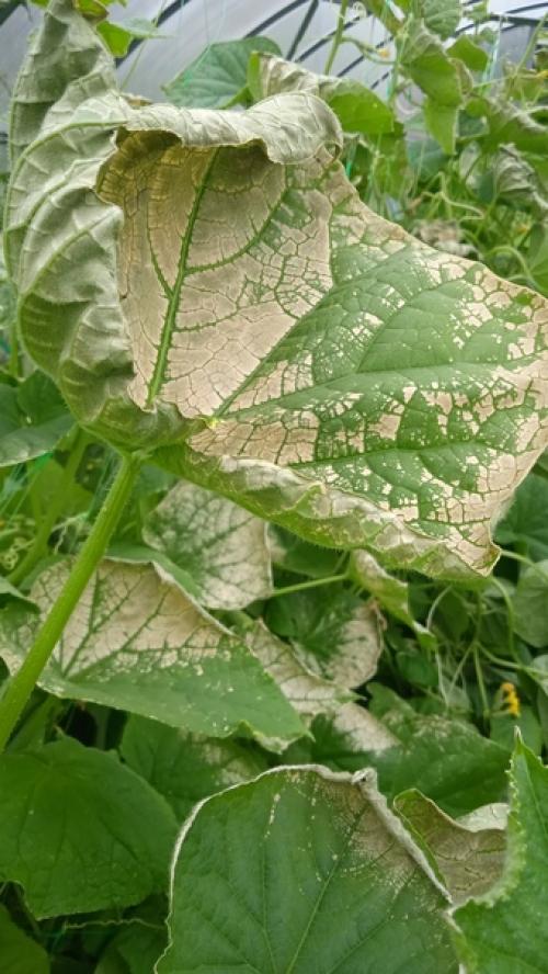 Что с огурцами?