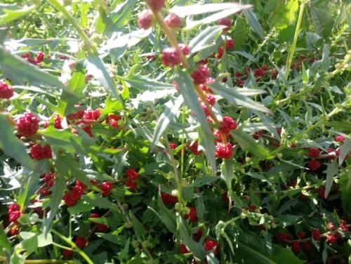 Может кто нибудь знает что за растение? 03