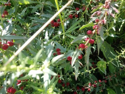 Может кто нибудь знает что за растение? 01