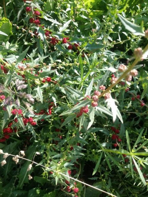 Может кто нибудь знает что за растение?