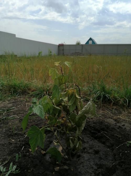 Подскажите что случилось с чёрной смородиной?