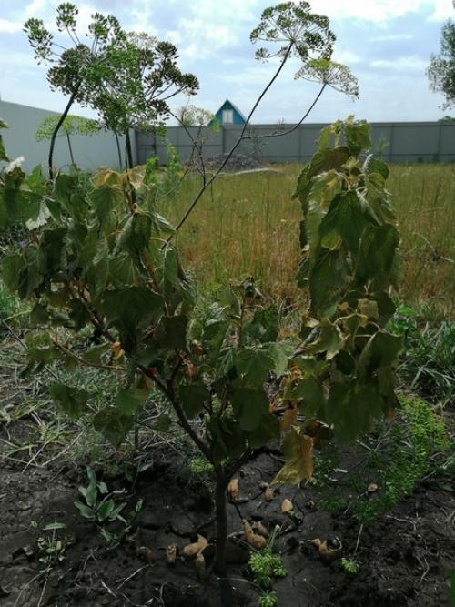 Подскажите что случилось с чёрной смородиной? 02