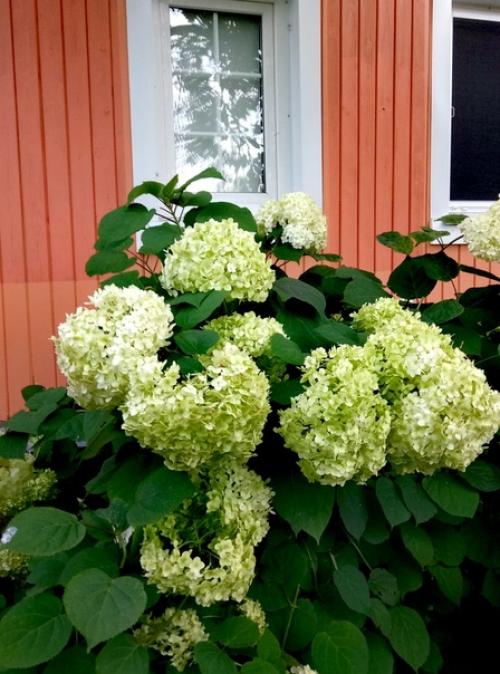 Наша дача граничит с лесом, и всё, что он дарит, бережно мы растим! 07