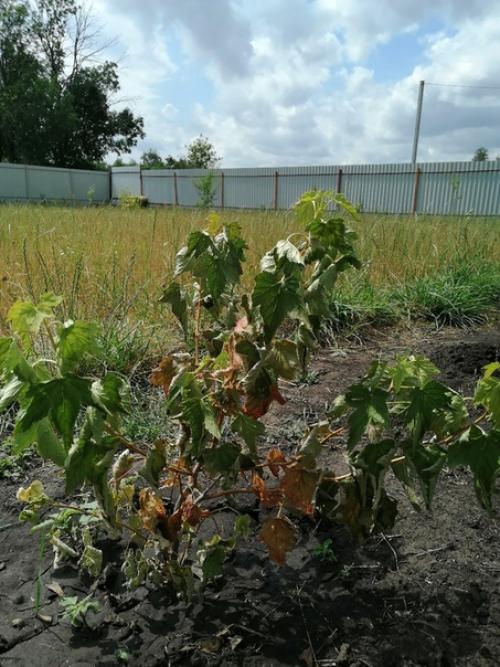 Подскажите что случилось с чёрной смородиной? 01