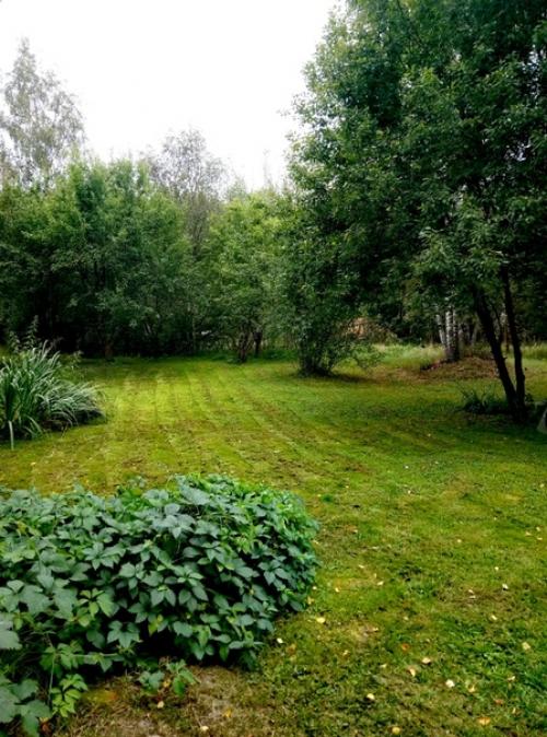 Наша дача граничит с лесом, и всё, что он дарит, бережно мы растим!