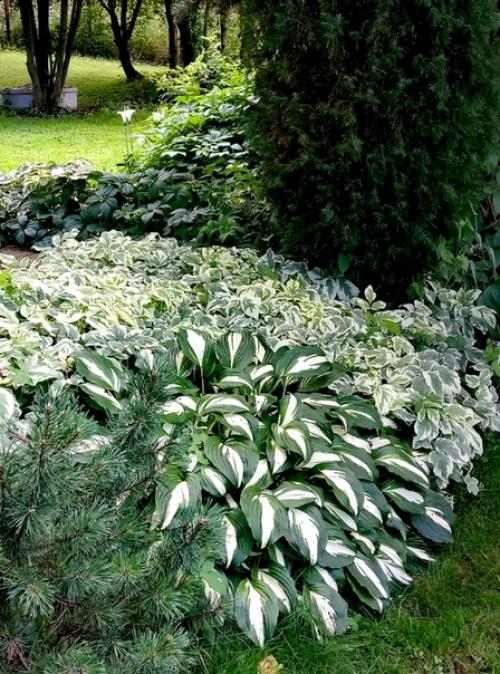 Наша дача граничит с лесом, и всё, что он дарит, бережно мы растим! 09