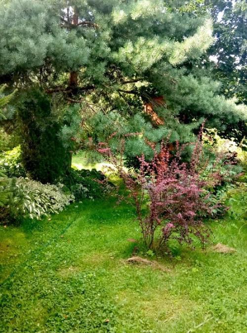 Наша дача граничит с лесом, и всё, что он дарит, бережно мы растим! 06