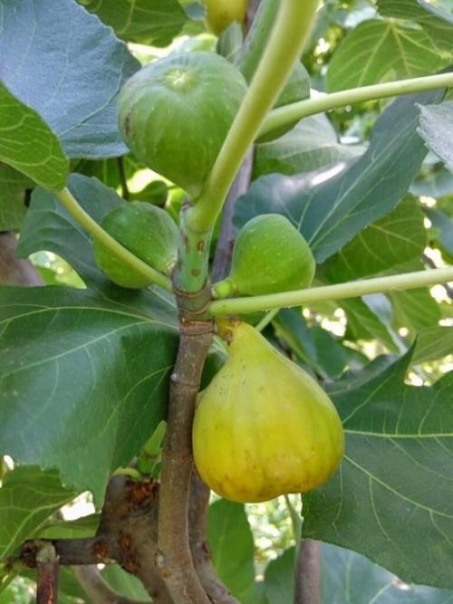 В июле в Абхазии созревает белый сорт инжира, а уже в августе поспеет и классический тёмный. 02
