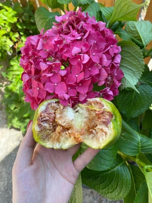 В июле в Абхазии созревает белый сорт инжира, а уже в августе поспеет и классический тёмный. 01