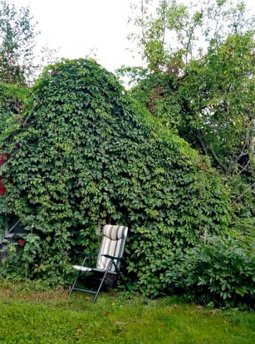 Наша дача граничит с лесом, и всё, что он дарит, бережно мы растим! 02