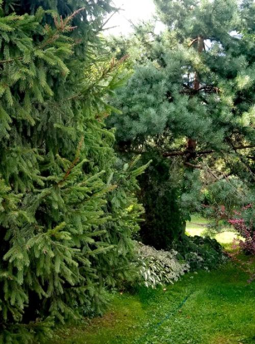 Наша дача граничит с лесом, и всё, что он дарит, бережно мы растим! 05