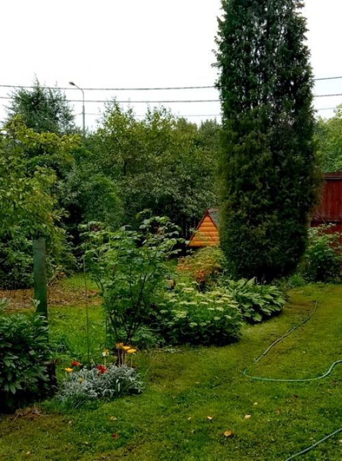 Наша дача граничит с лесом, и всё, что он дарит, бережно мы растим! 01