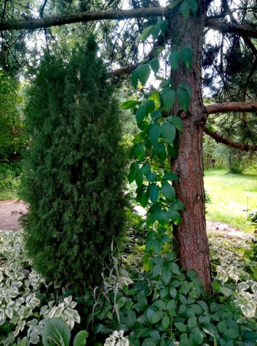 Наша дача граничит с лесом, и всё, что он дарит, бережно мы растим! 04