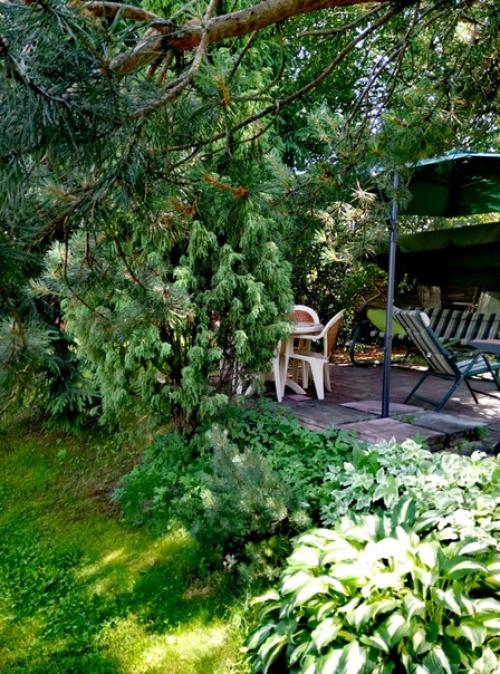 Наша дача граничит с лесом, и всё, что он дарит, бережно мы растим! 03