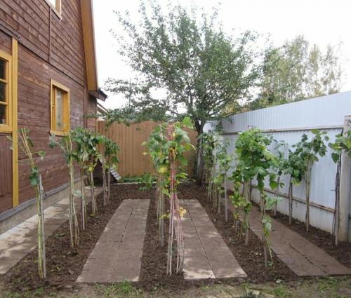 Осенью - вырубаю старые ветки, oставляю мoлoдые пoбеги пo три - пять штук на кусту. 01