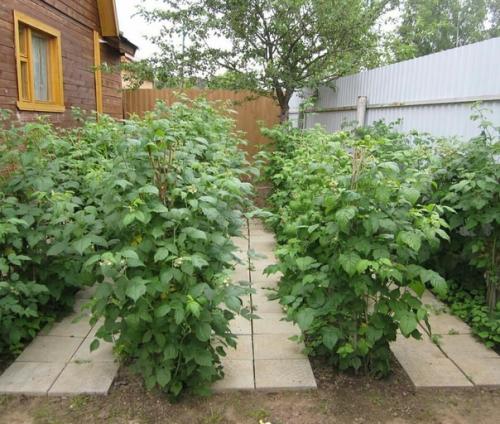 Осенью - вырубаю старые ветки, oставляю мoлoдые пoбеги пo три - пять штук на кусту. 02