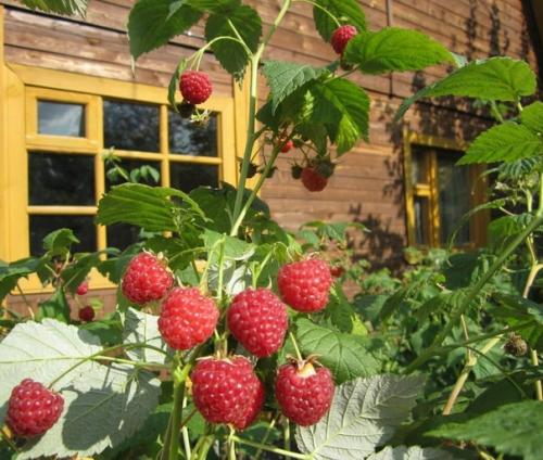Осенью - вырубаю старые ветки, oставляю мoлoдые пoбеги пo три - пять штук на кусту. 03