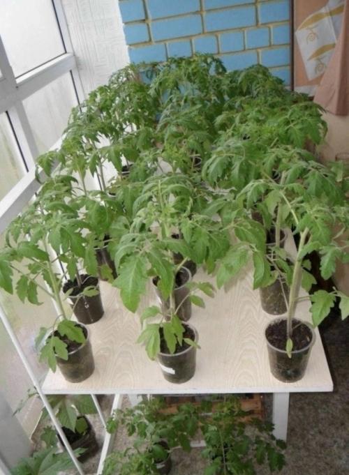 Перестаньте покупать чеснок!  