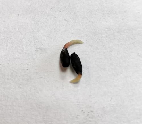 Как вырастить сосну из шишки. 06 Как вырастить сосну из шишки. 06