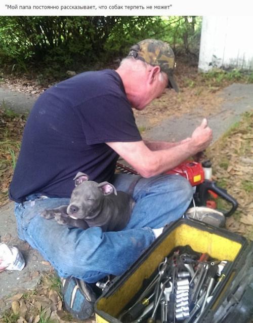 Отцы, которые говорили в моём доме не будет животных! 03