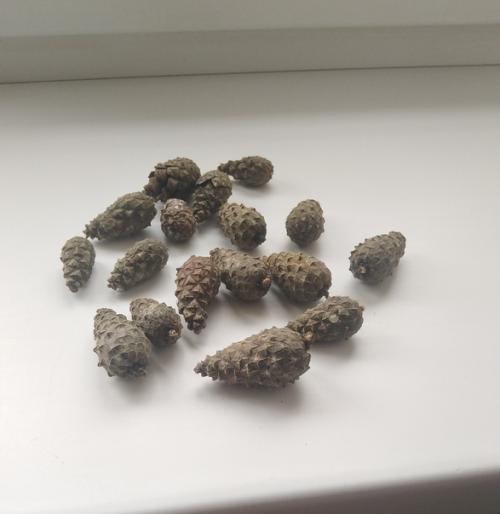 Как вырастить сосну из шишки. 01 Как вырастить сосну из шишки. 01