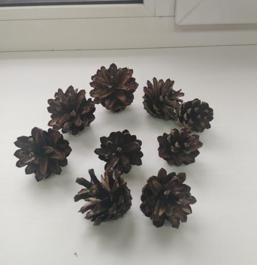 Как вырастить сосну из шишки. 02 Как вырастить сосну из шишки. 02