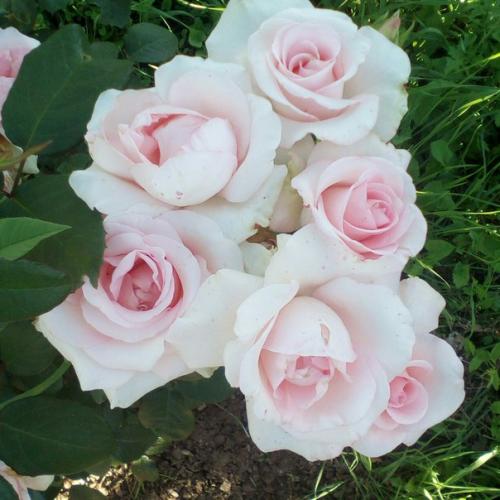 Прислала подписчица сообщества.