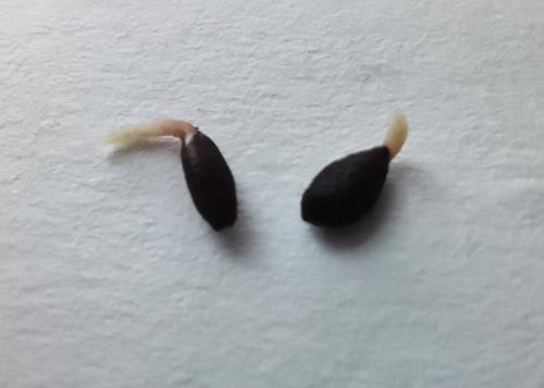 Как вырастить сосну из шишки. 05 Как вырастить сосну из шишки. 05