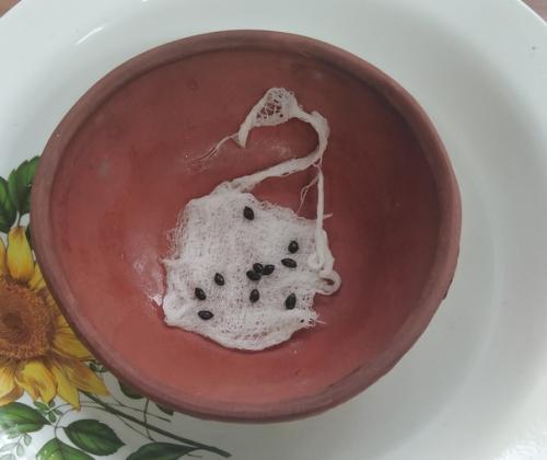 Как вырастить сосну из шишки. 03 Как вырастить сосну из шишки. 03