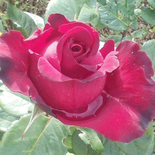 Прислала подписчица сообщества. 04