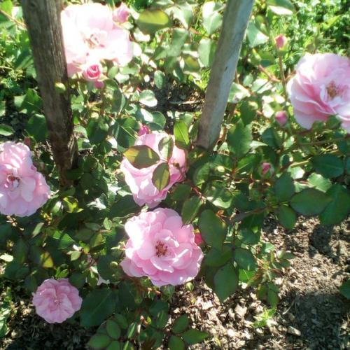 Прислала подписчица сообщества. 03