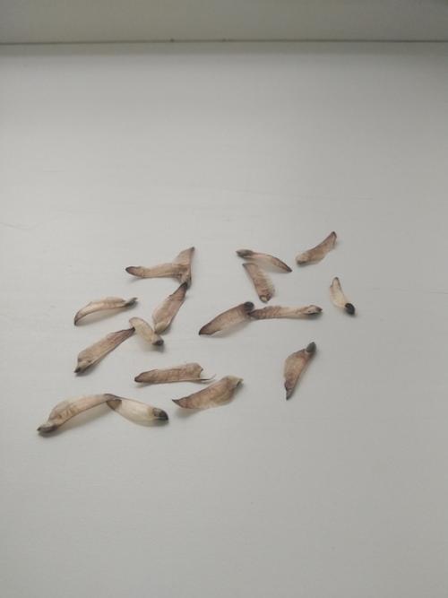 Как вырастить сосну из шишки. 04 Как вырастить сосну из шишки. 04