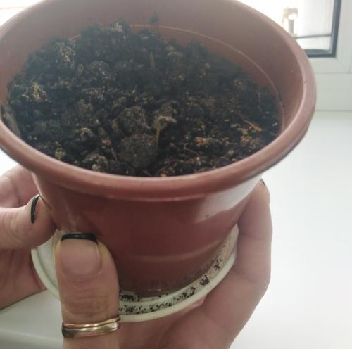 Как вырастить сосну из шишки. 07 Как вырастить сосну из шишки. 07