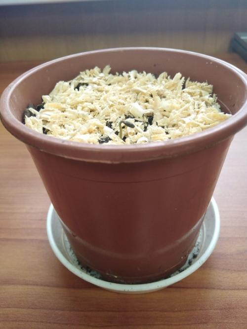 Как вырастить сосну из шишки. 08 Как вырастить сосну из шишки. 08