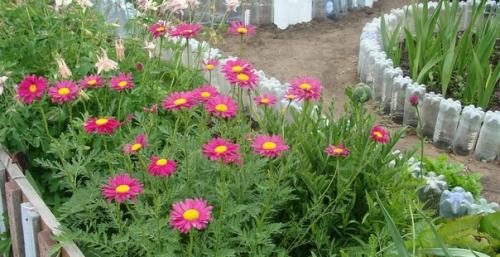 Кавказская ромашка убивает муравьев, мух, тараканов, блох, вшей, тлю, комаров, москитов, пауков и иксодовых клещей.