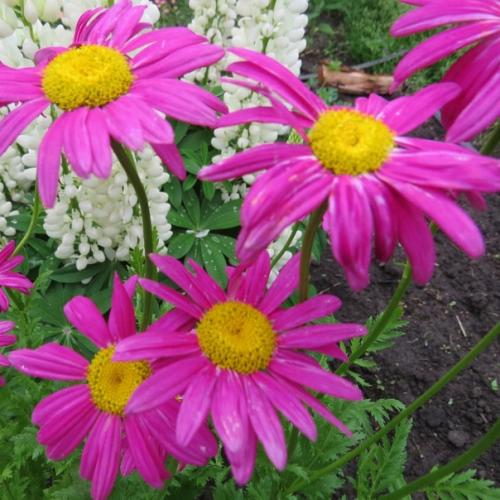 Кавказская ромашка убивает муравьев, мух, тараканов, блох, вшей, тлю, комаров, москитов, пауков и иксодовых клещей. 01