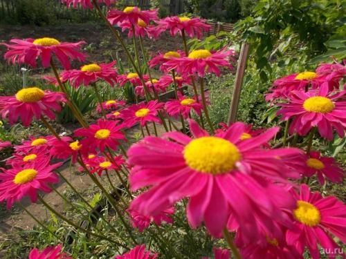 Кавказская ромашка убивает муравьев, мух, тараканов, блох, вшей, тлю, комаров, москитов, пауков и иксодовых клещей. 04