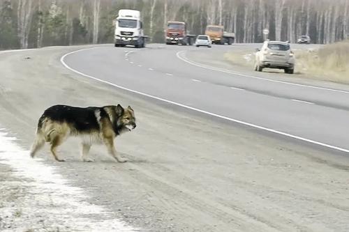 На трассе под тобольском жил пёс, который ждал там погибшего хозяина 13 лет. 
