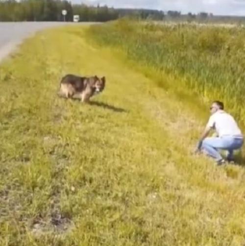 На трассе под тобольском жил пёс, который ждал там погибшего хозяина 13 лет. 01