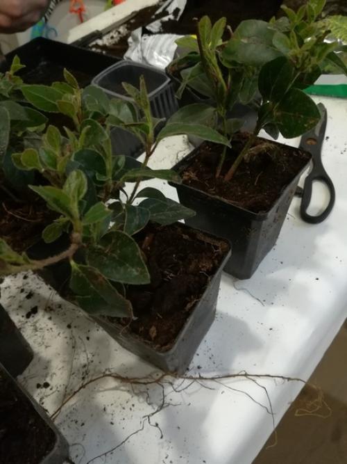 Здравствуйте.  Помогите опознать растение? 01