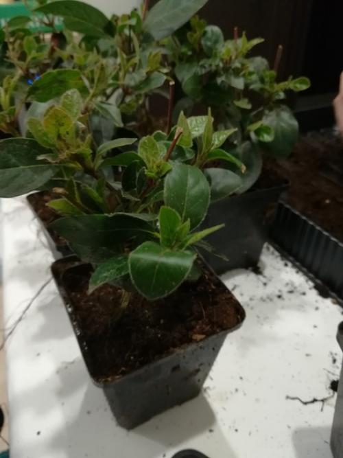 Здравствуйте.  Помогите опознать растение?