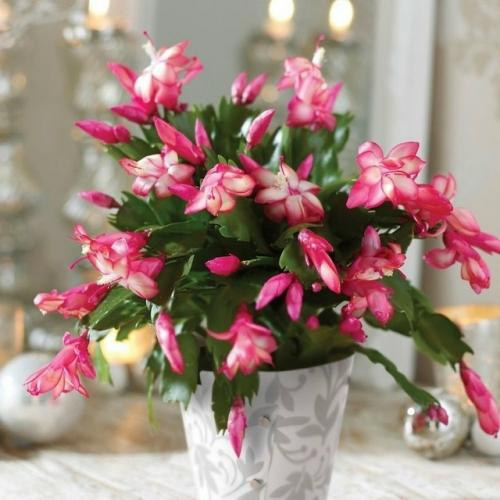 Краткая инструкция по уходу за декабристом в преддверии цветения: 
