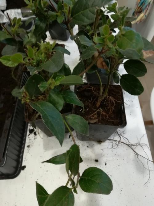 Здравствуйте.  Помогите опознать растение? 02