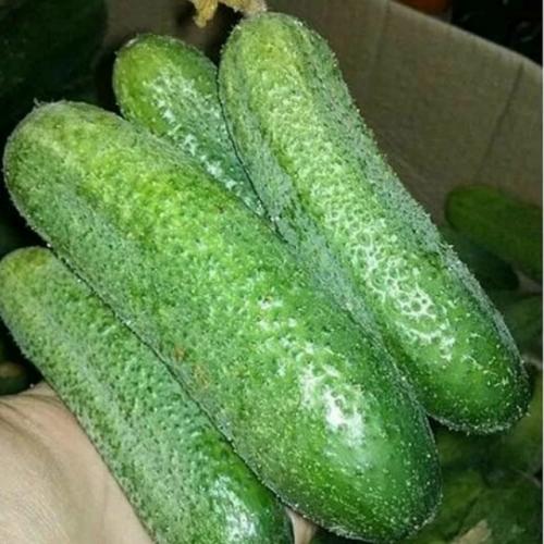 Наиболее выдающиеся сорта огурцов: 02