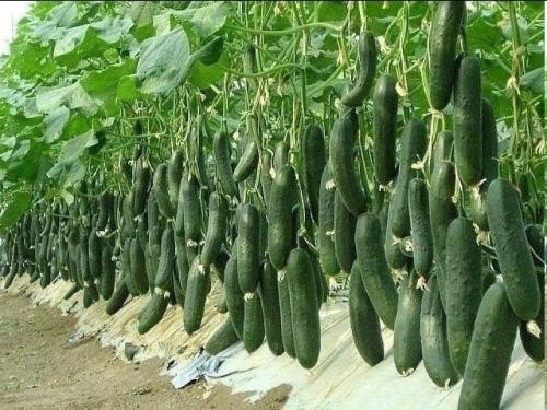 Четыре сорта огурцов, которые заслуживают наивысшей оценки (10 из 10) за великолепный вкус и обильный урожай! 
